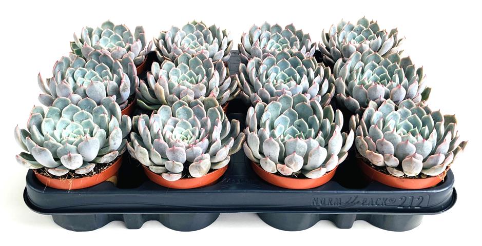 echeveria