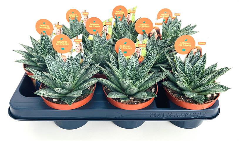 Aloe