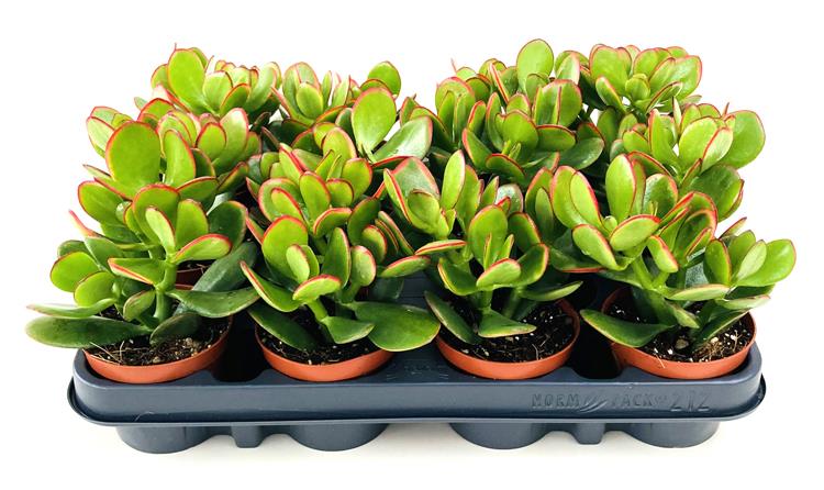 Crassula