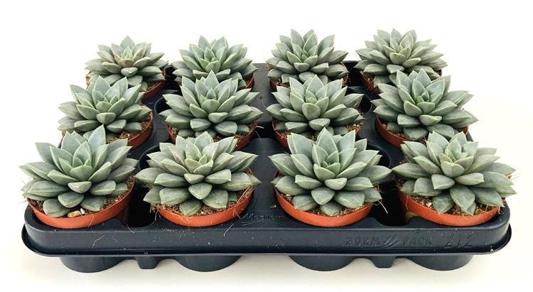 Echeveria