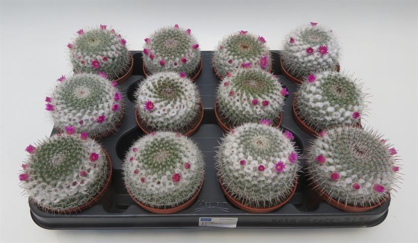 Mammillaria