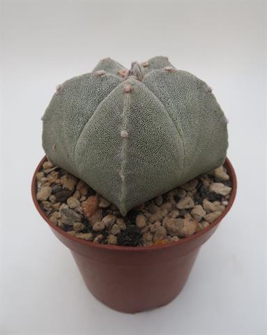 Astrophytum