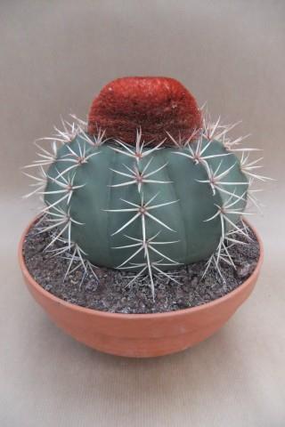 Melocactus