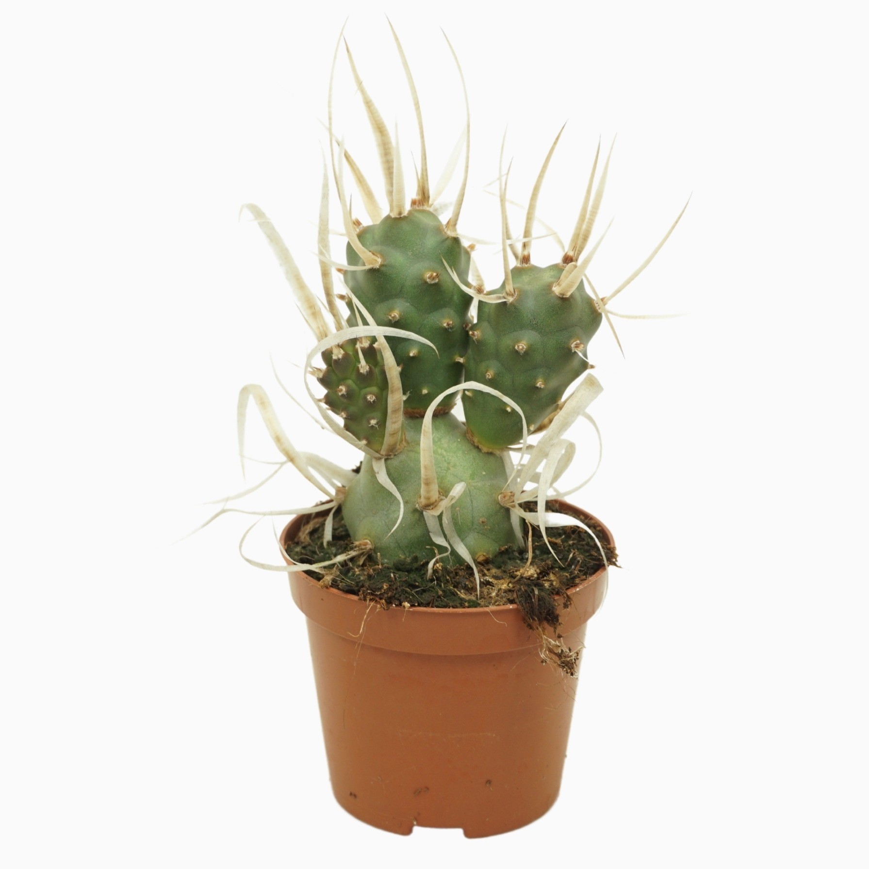 Tephrocactus
