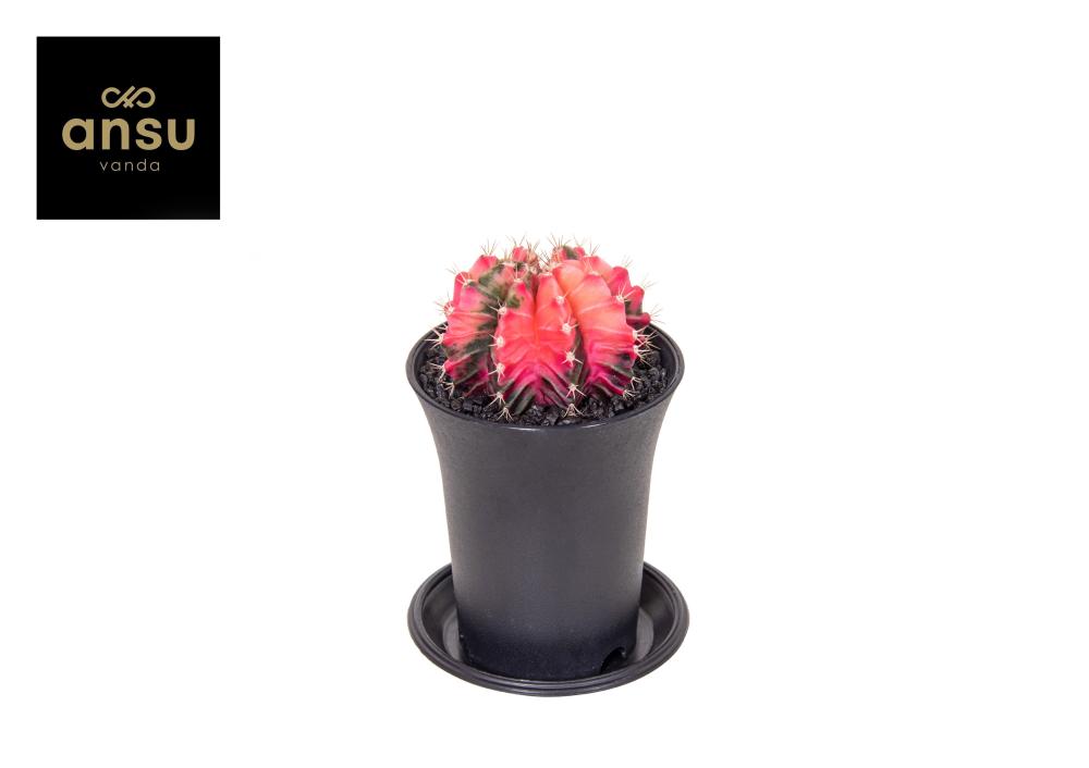 gymnocalycium