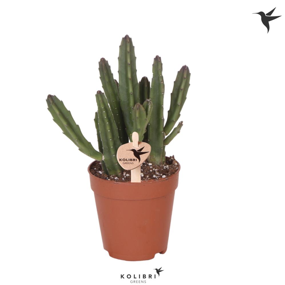 Stapelia