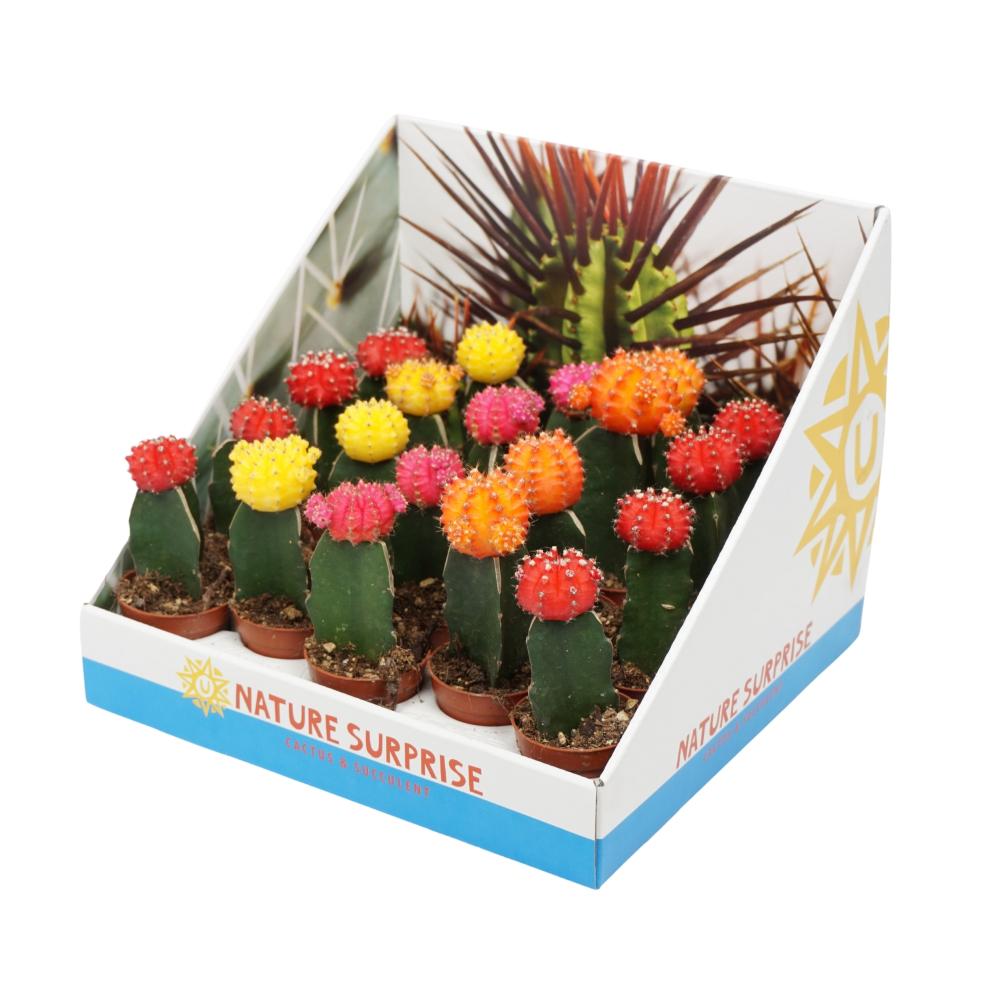 gymnocalycium (cactus greffé)