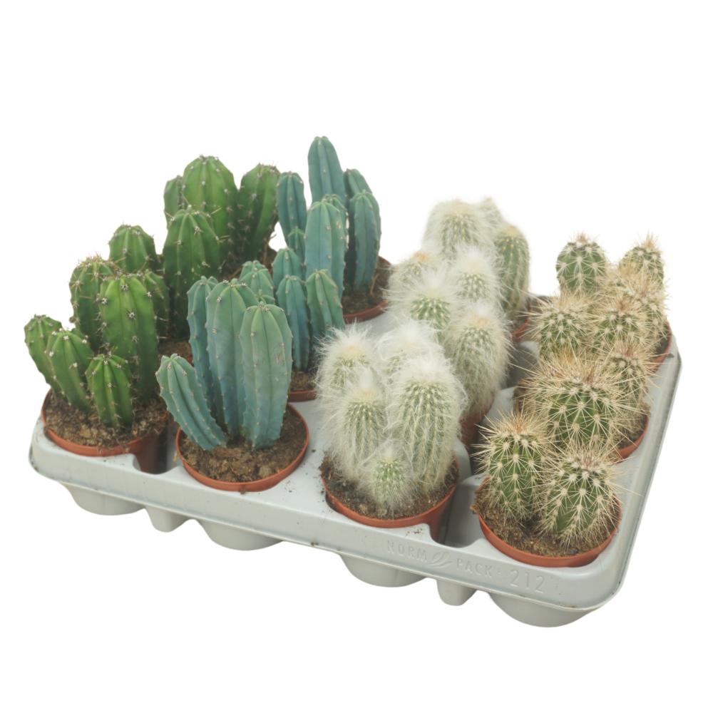 Cereus