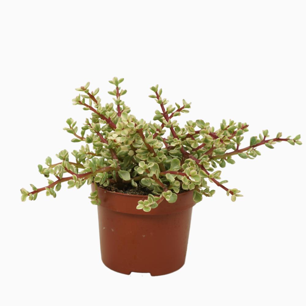 Portulacaria