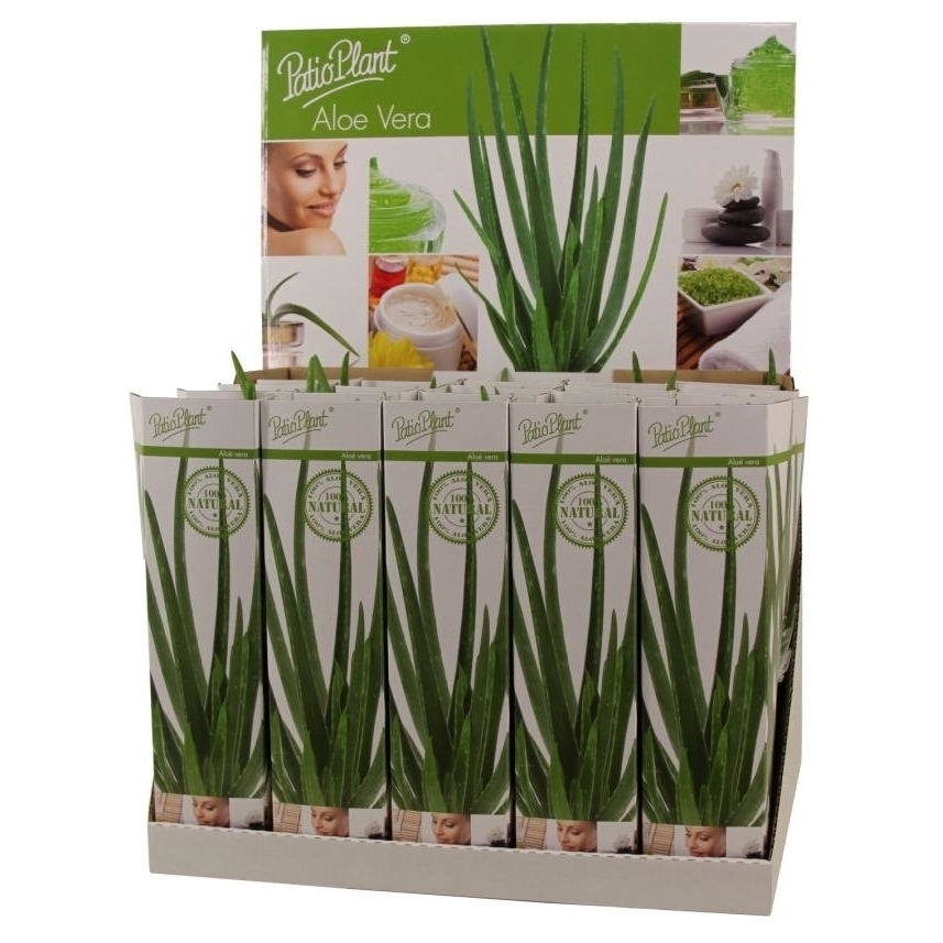 aloe