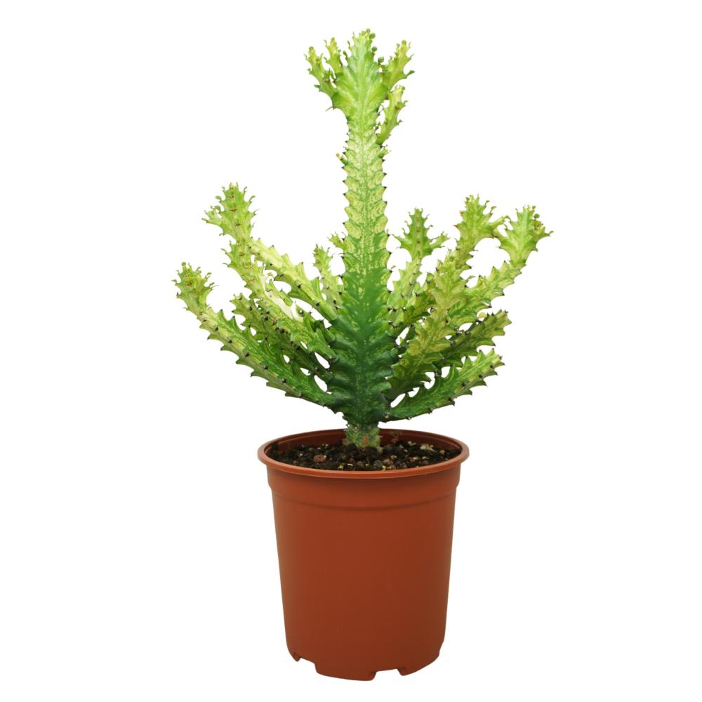 Euphorbia