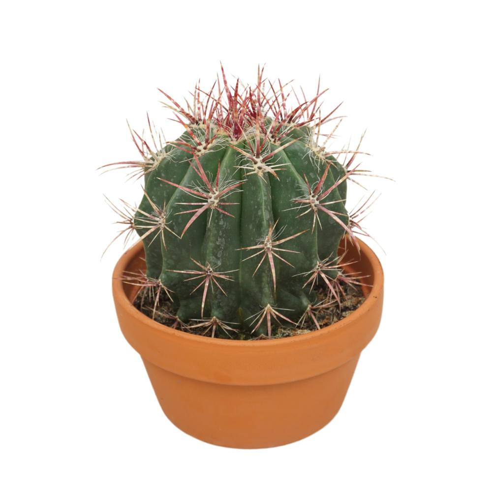 Ferocactus
