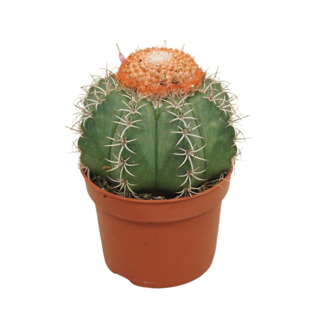 Melocactus