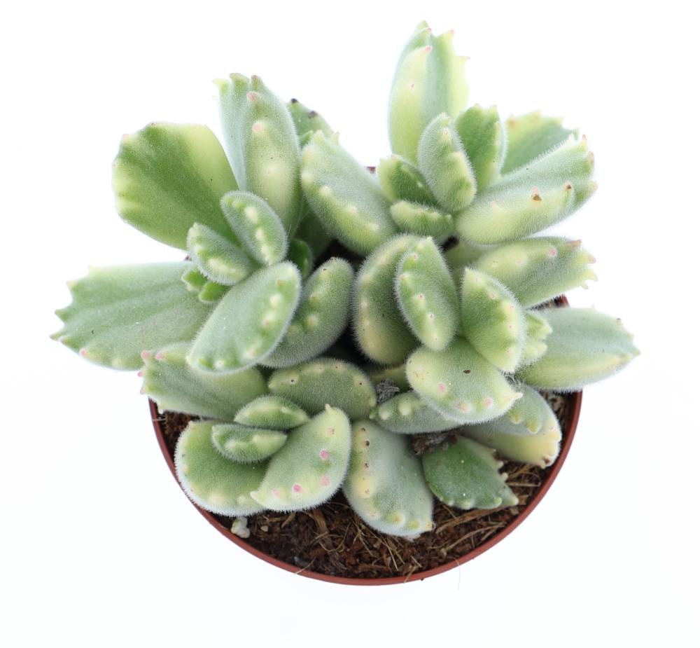 Cotyledon