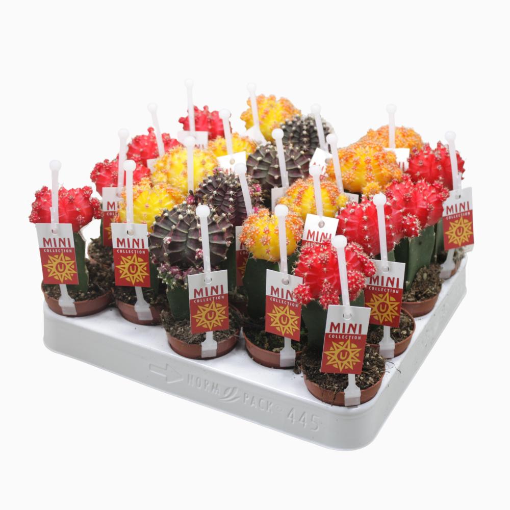 gymnocalycium (cactus greffé)