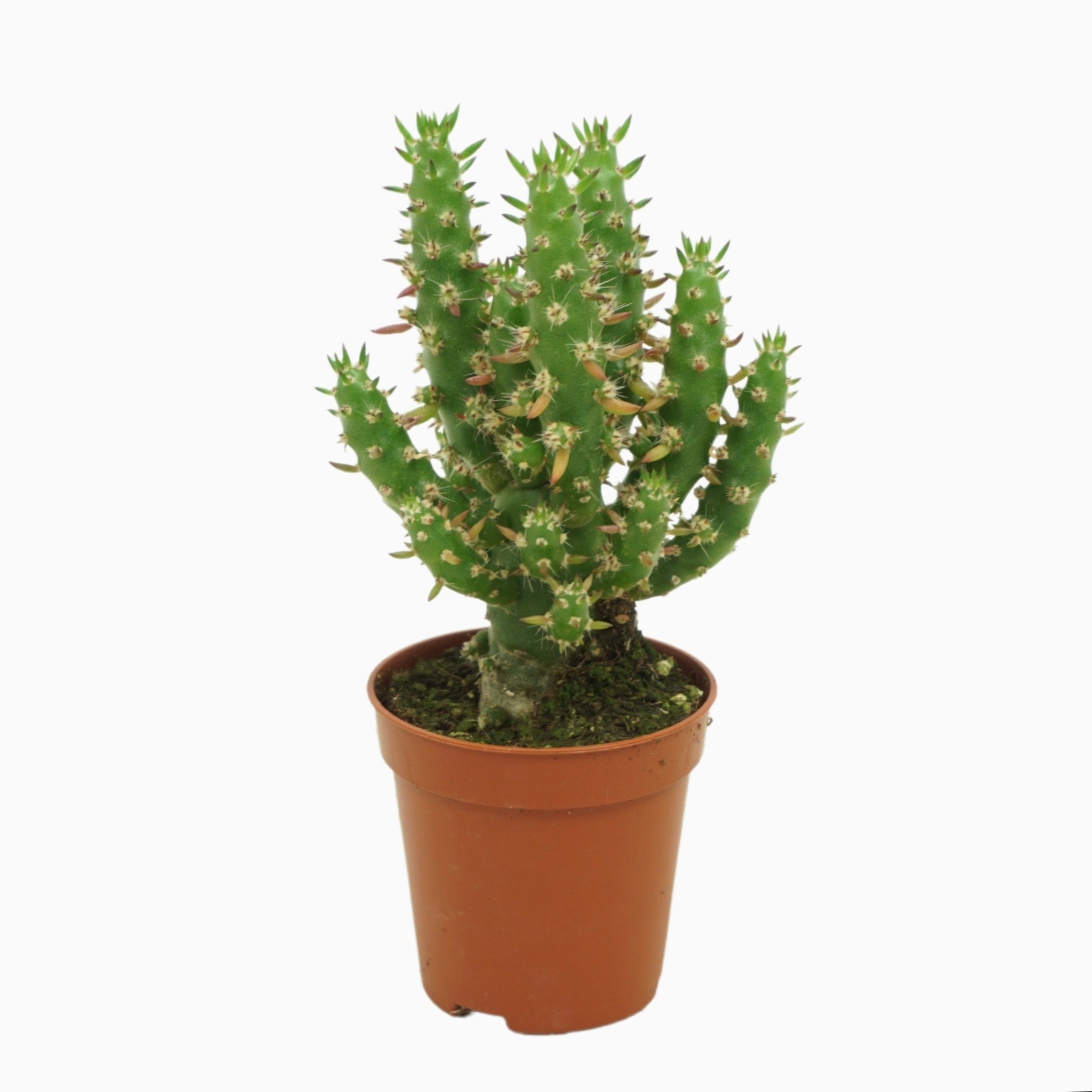 Austrocylindropuntia