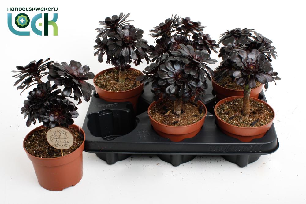 Aeonium