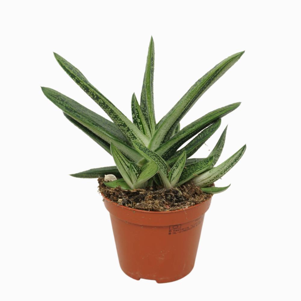 gasteria