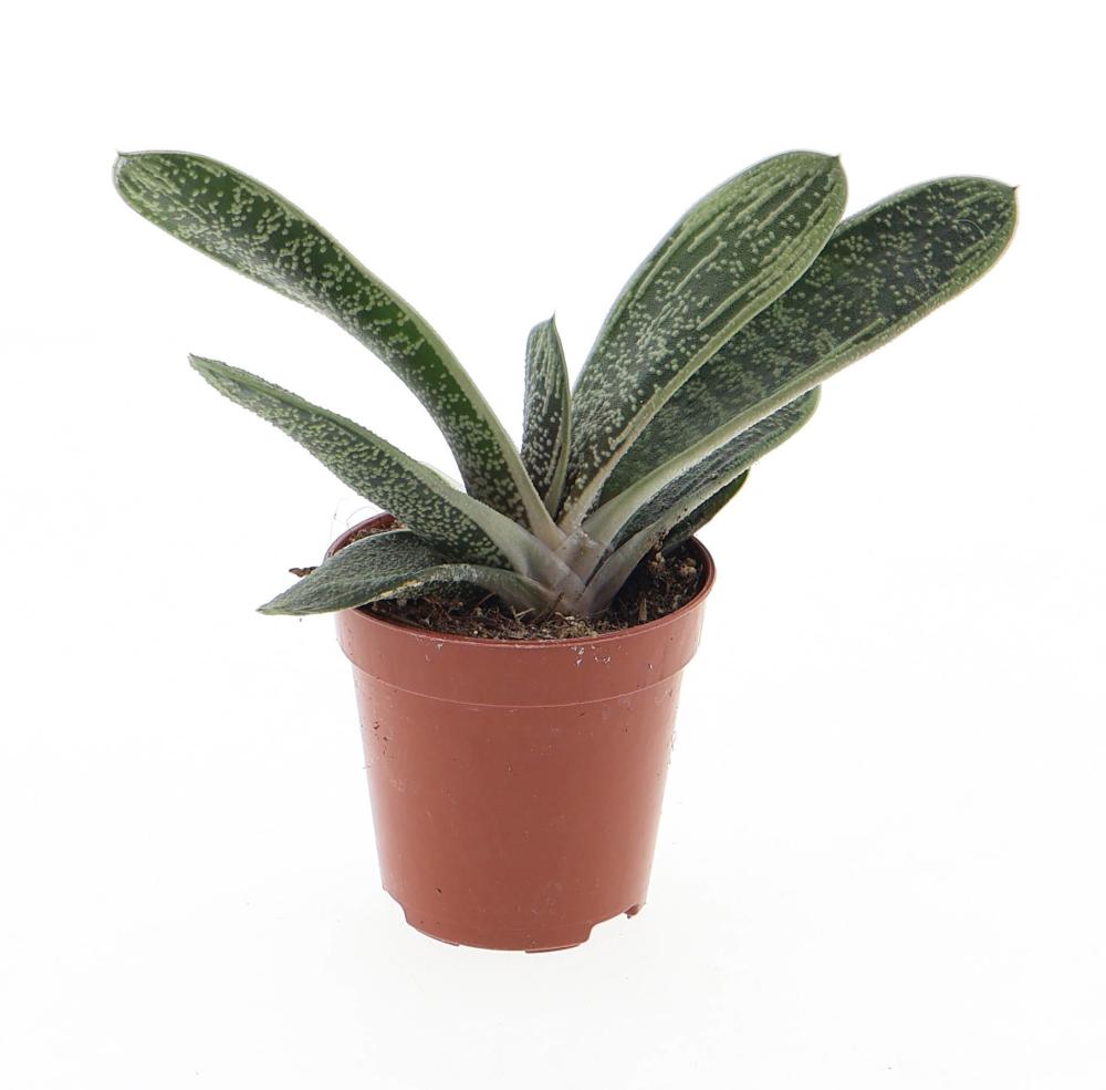 gasteria