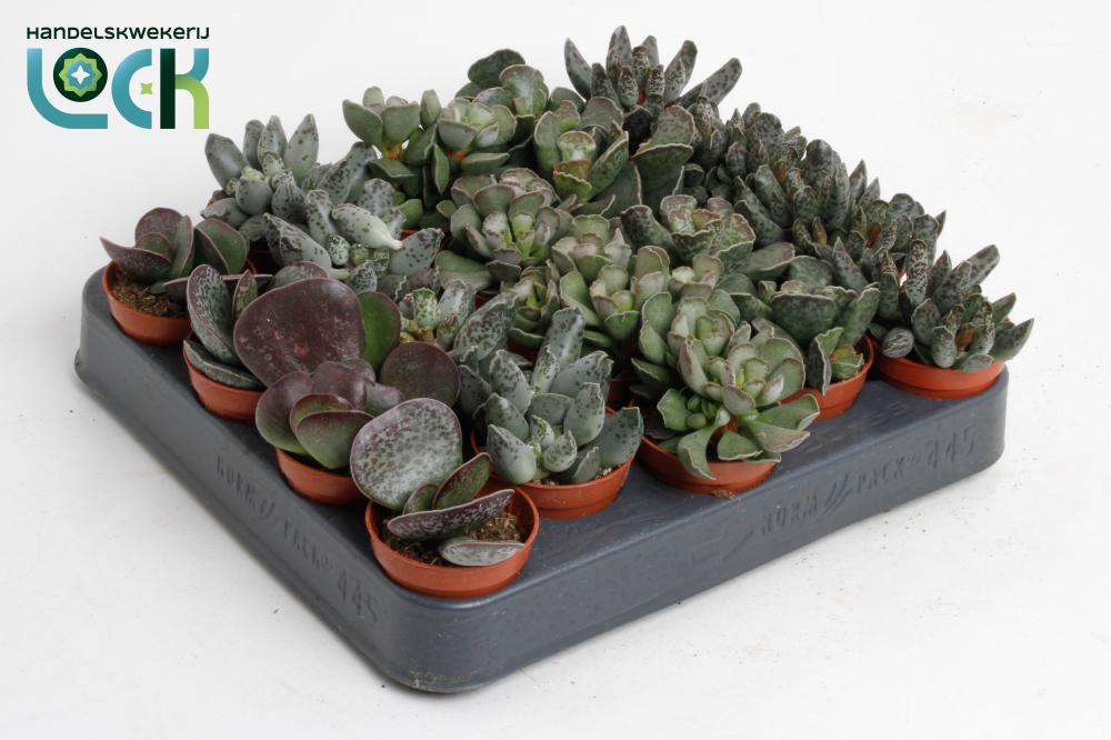 Haworthia