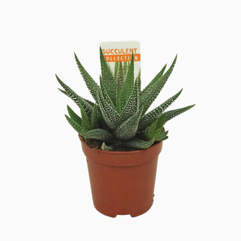 Haworthia