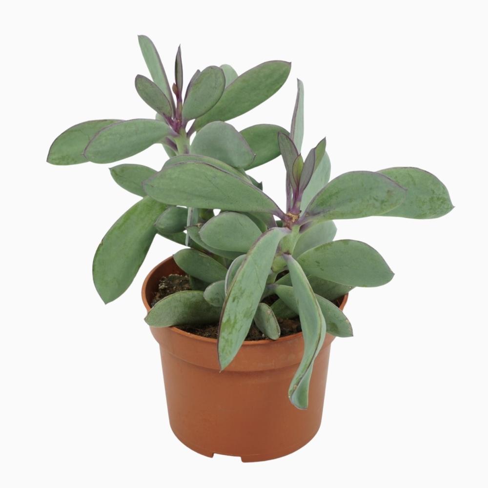 Senecio