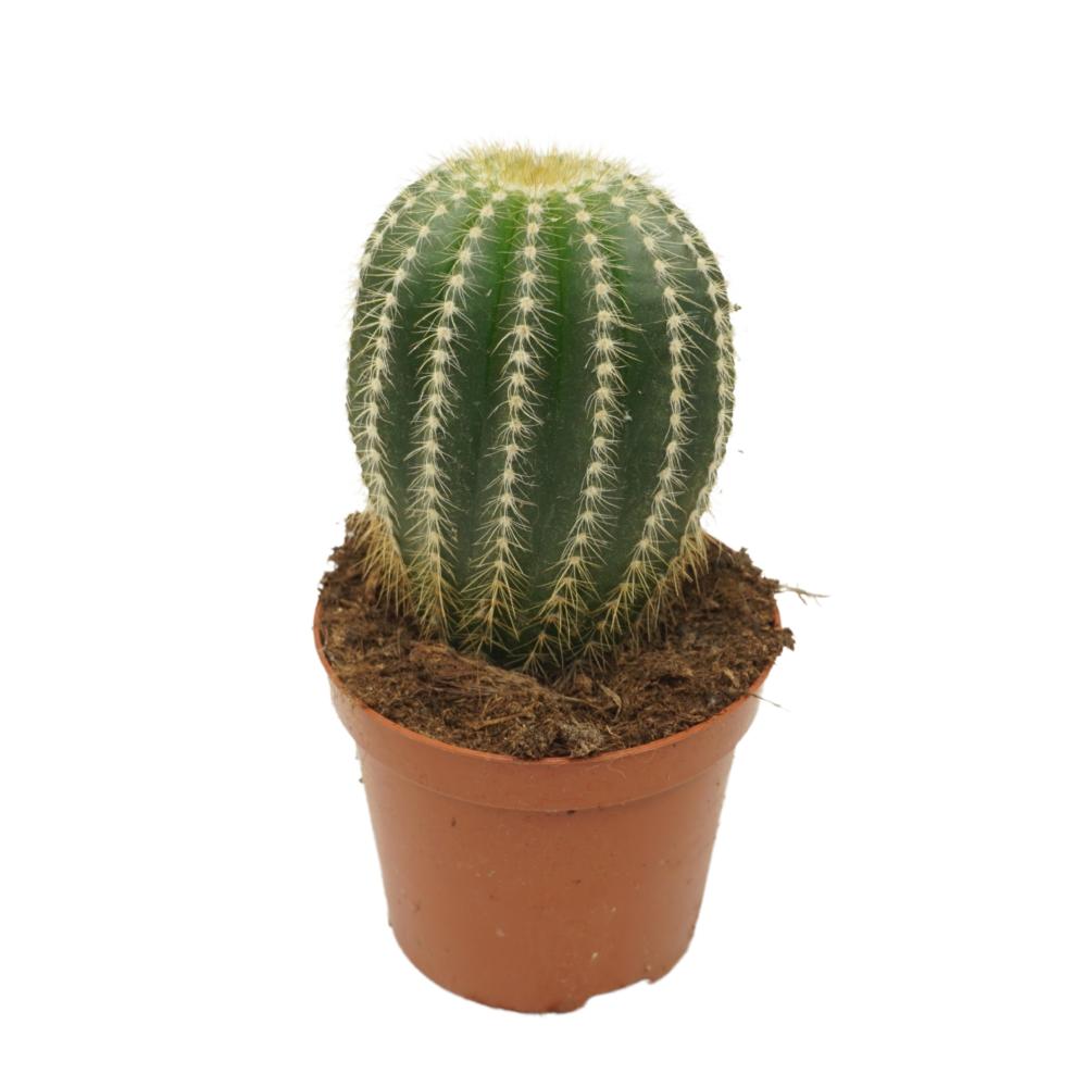 Eriocactus