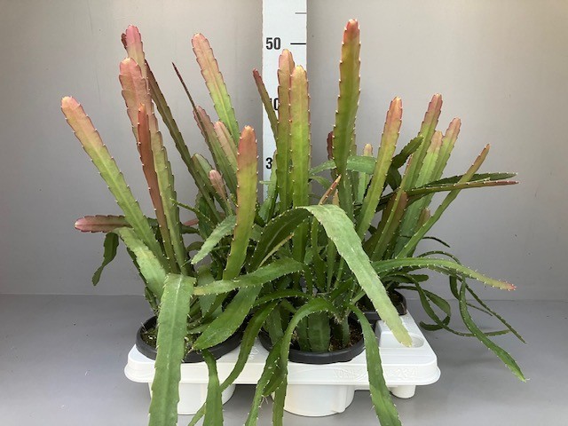 Epiphyllum