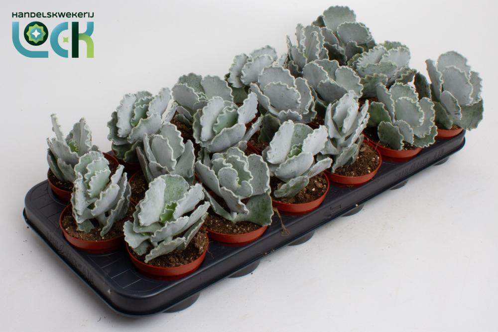 Cotyledon