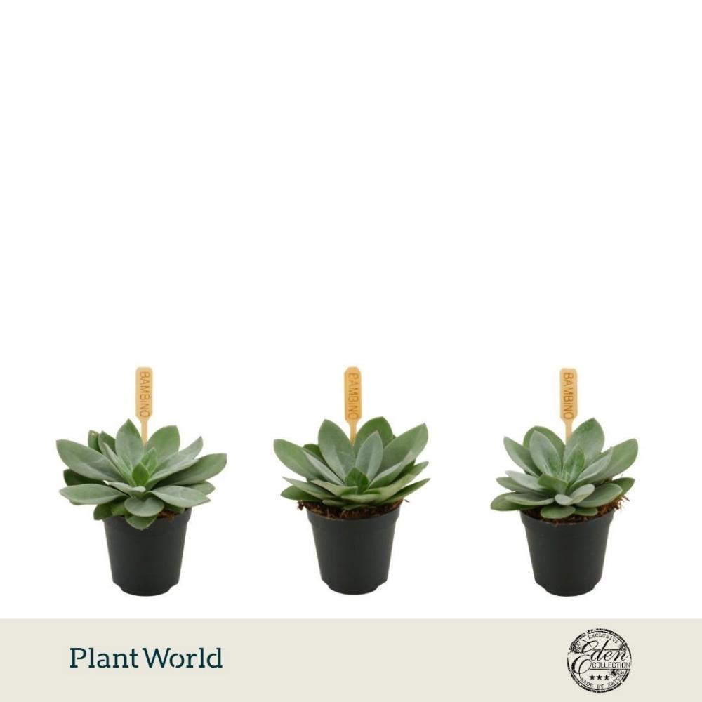 Senecio