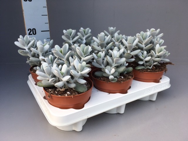 Cotyledon