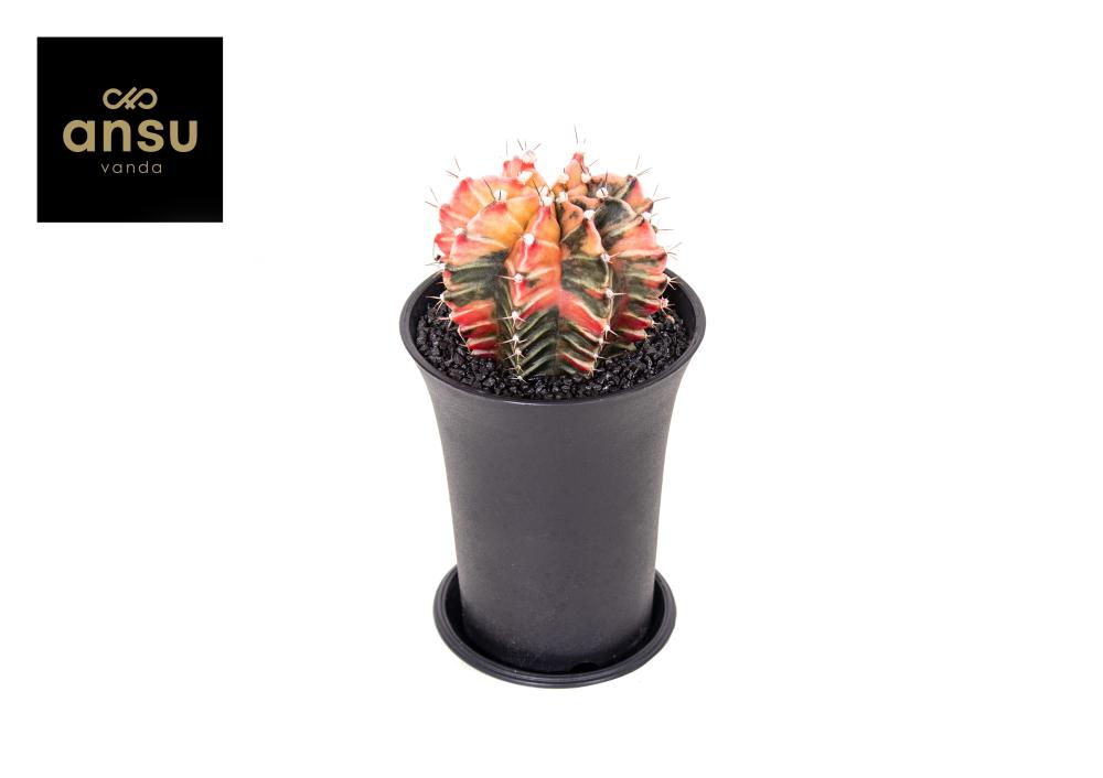 Gymnocalycium (cactus greffé)