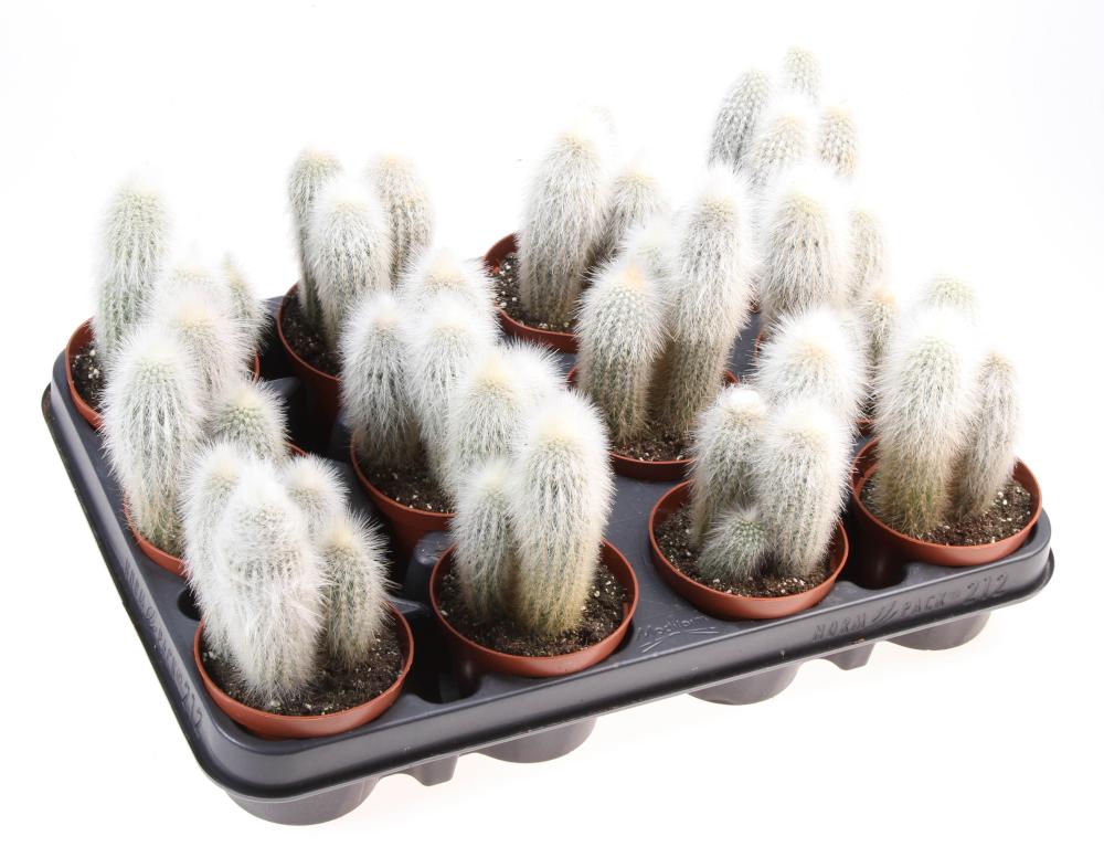 Cleistocactus