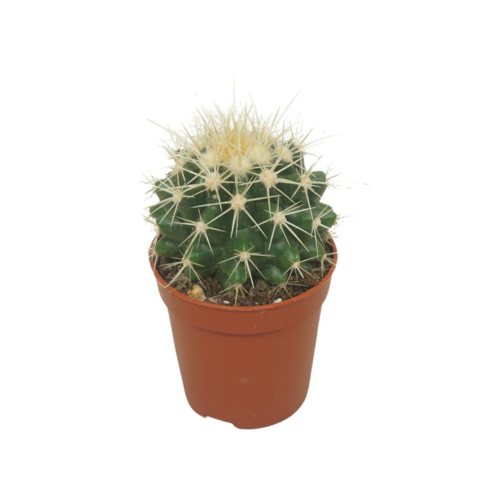Echinocactus