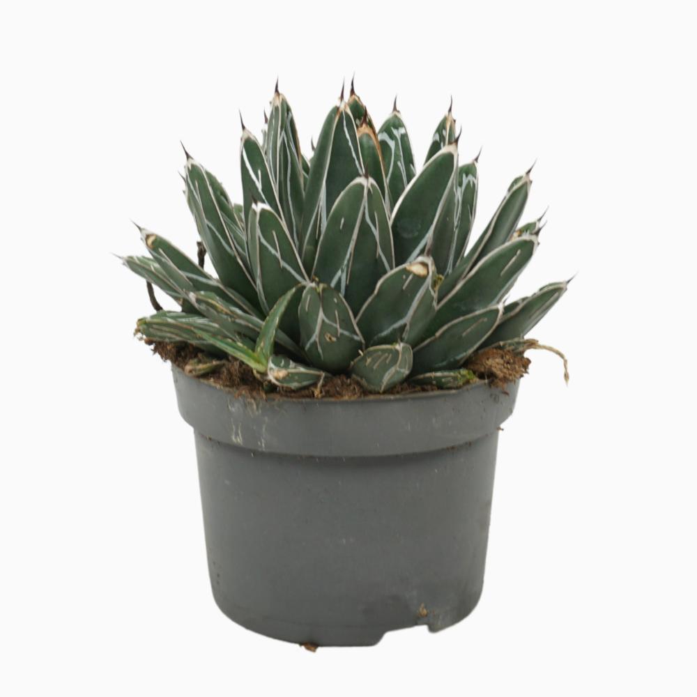 Agave
