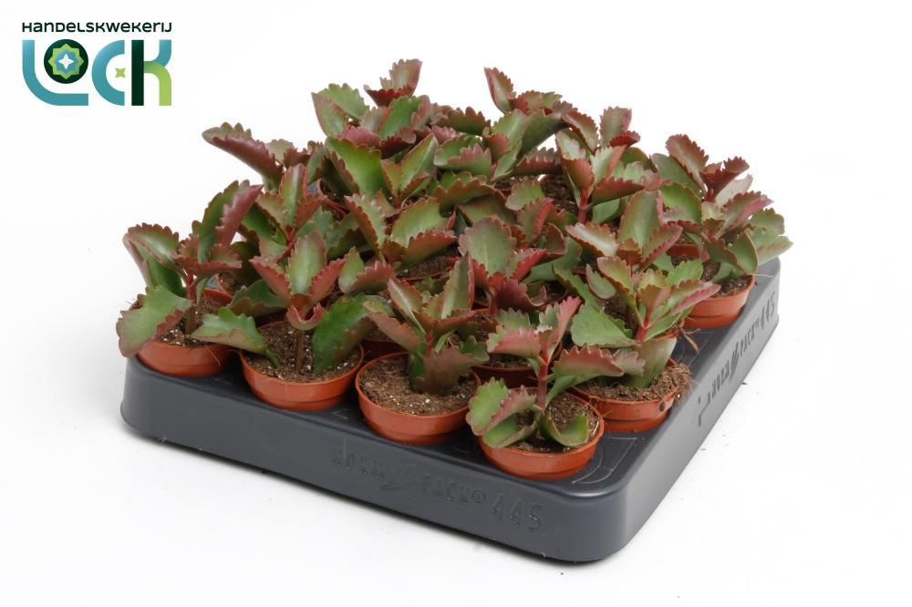 Succulentes