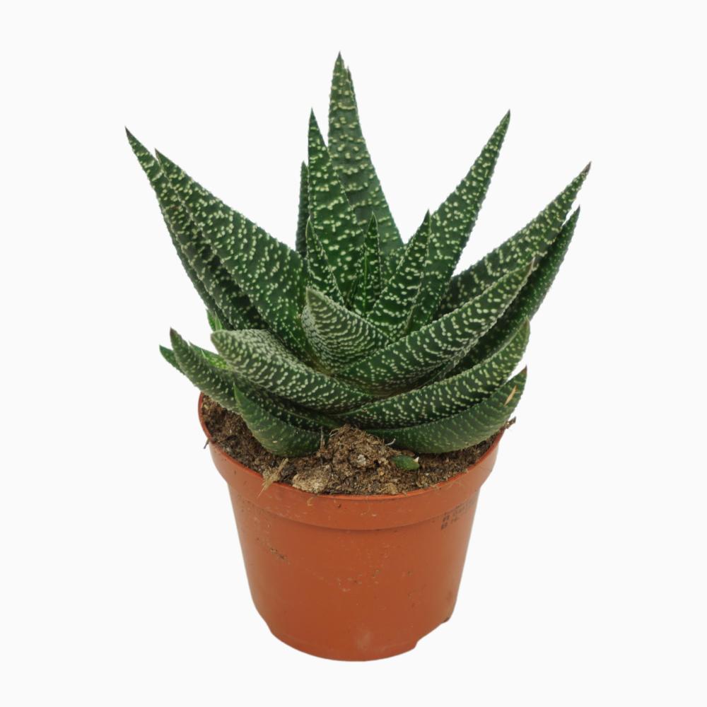 Gasterhaworthia