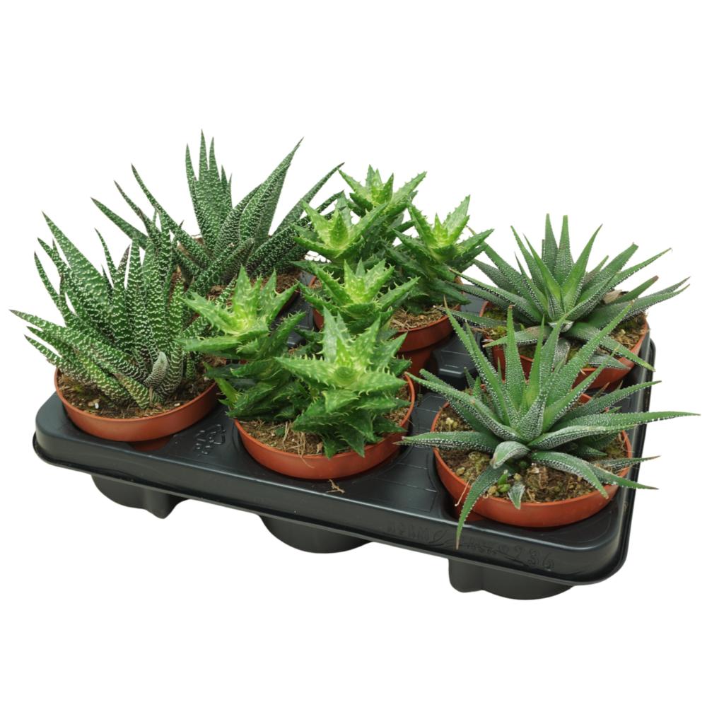 Aloe