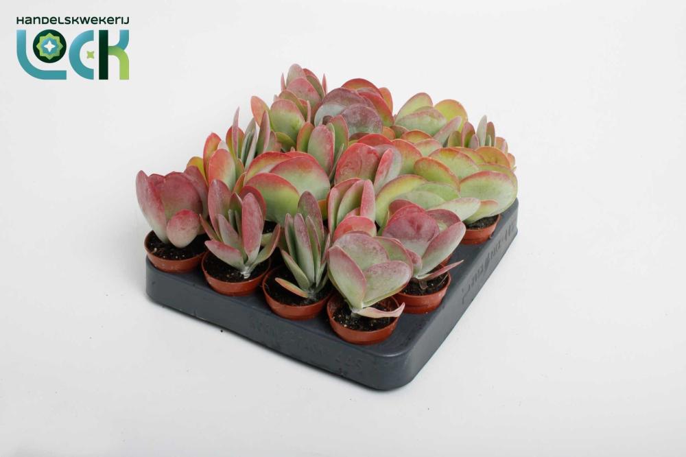 Kalanchoe