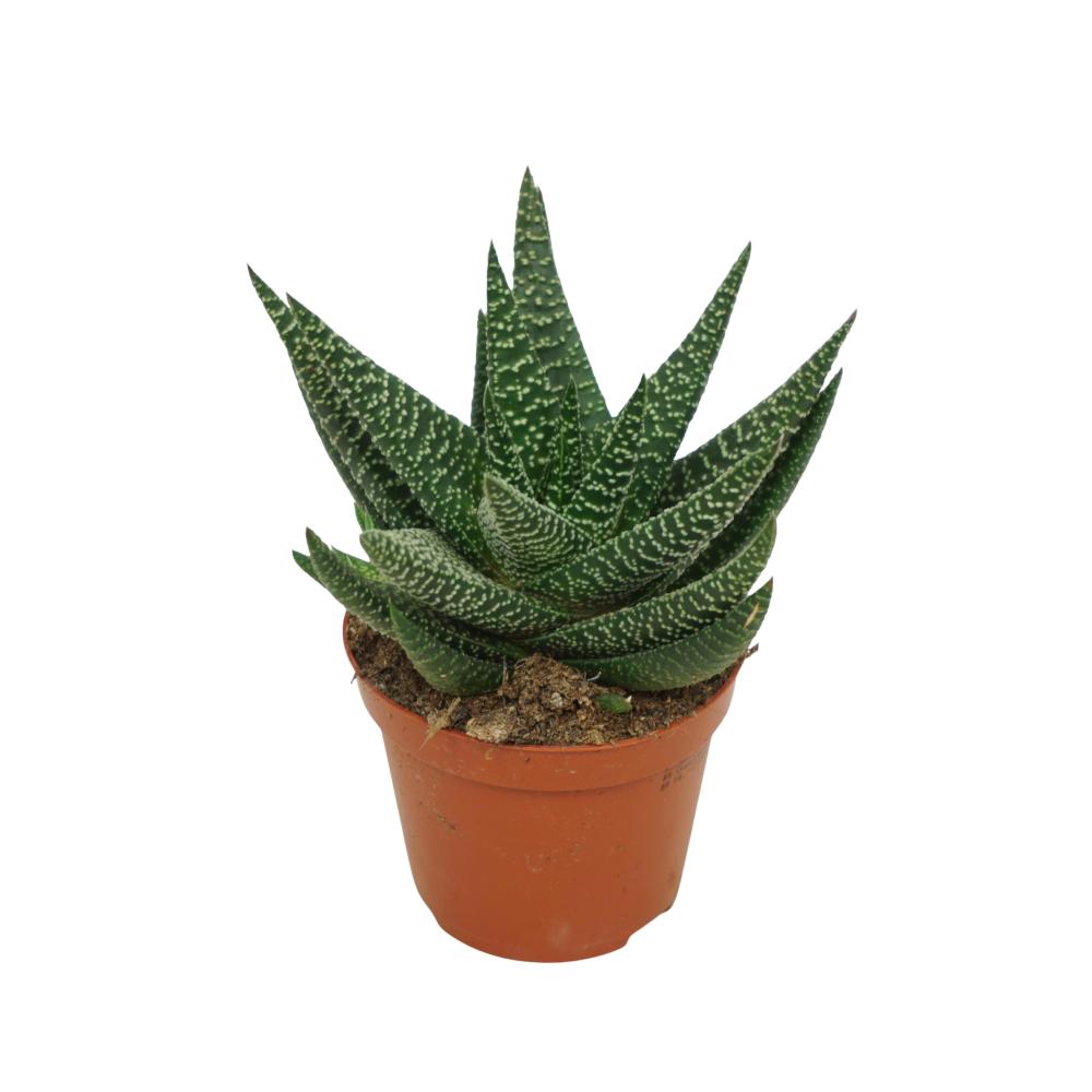 Gasterhaworthia