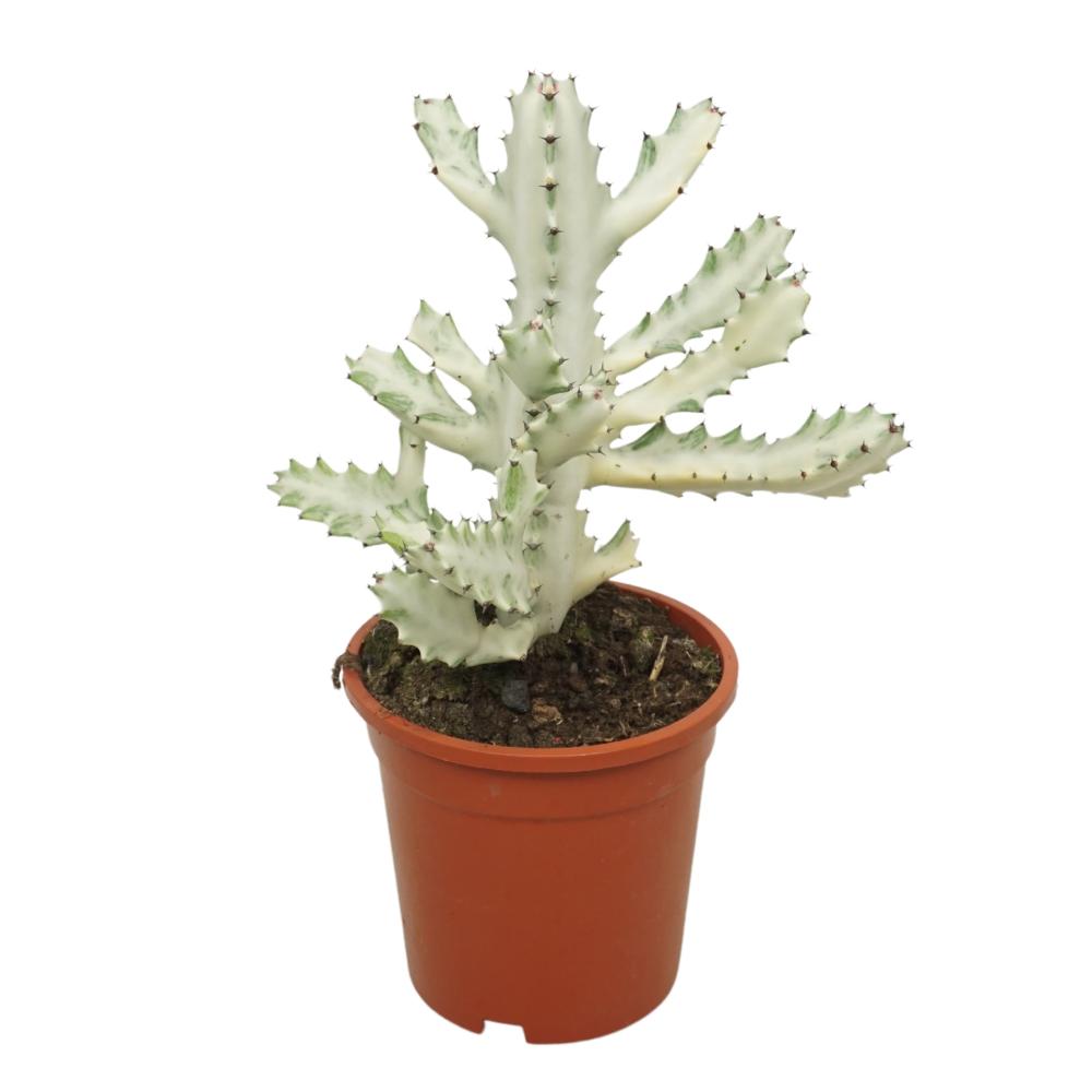 Euphorbia