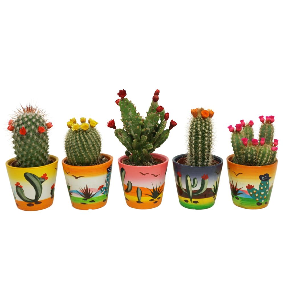 Cactus fleurs immortelles