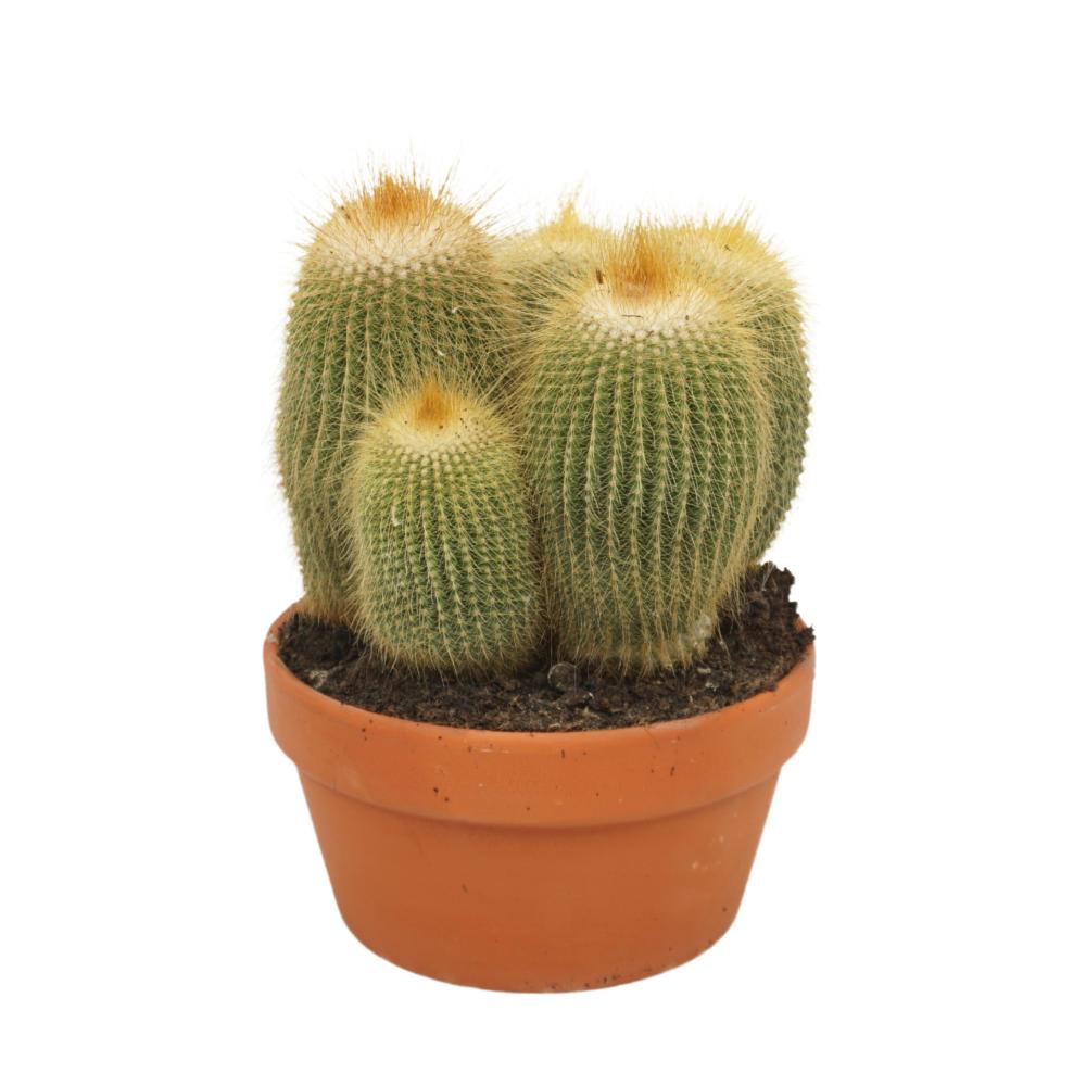 Eriocactus