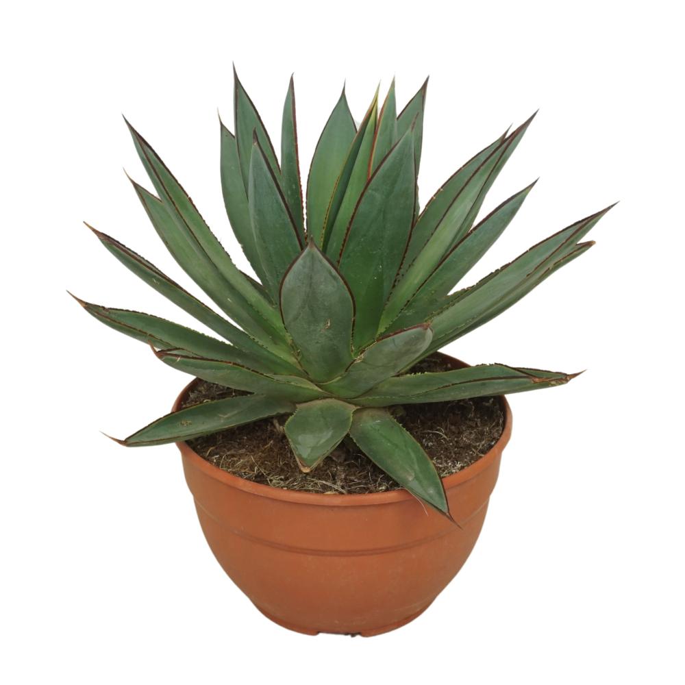 Agave
