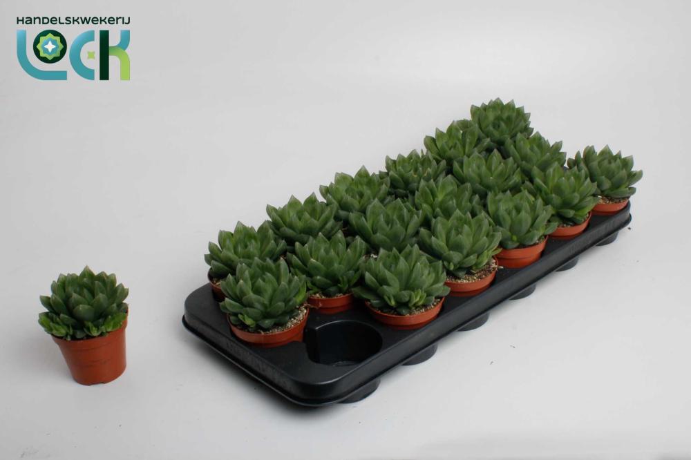 Haworthia