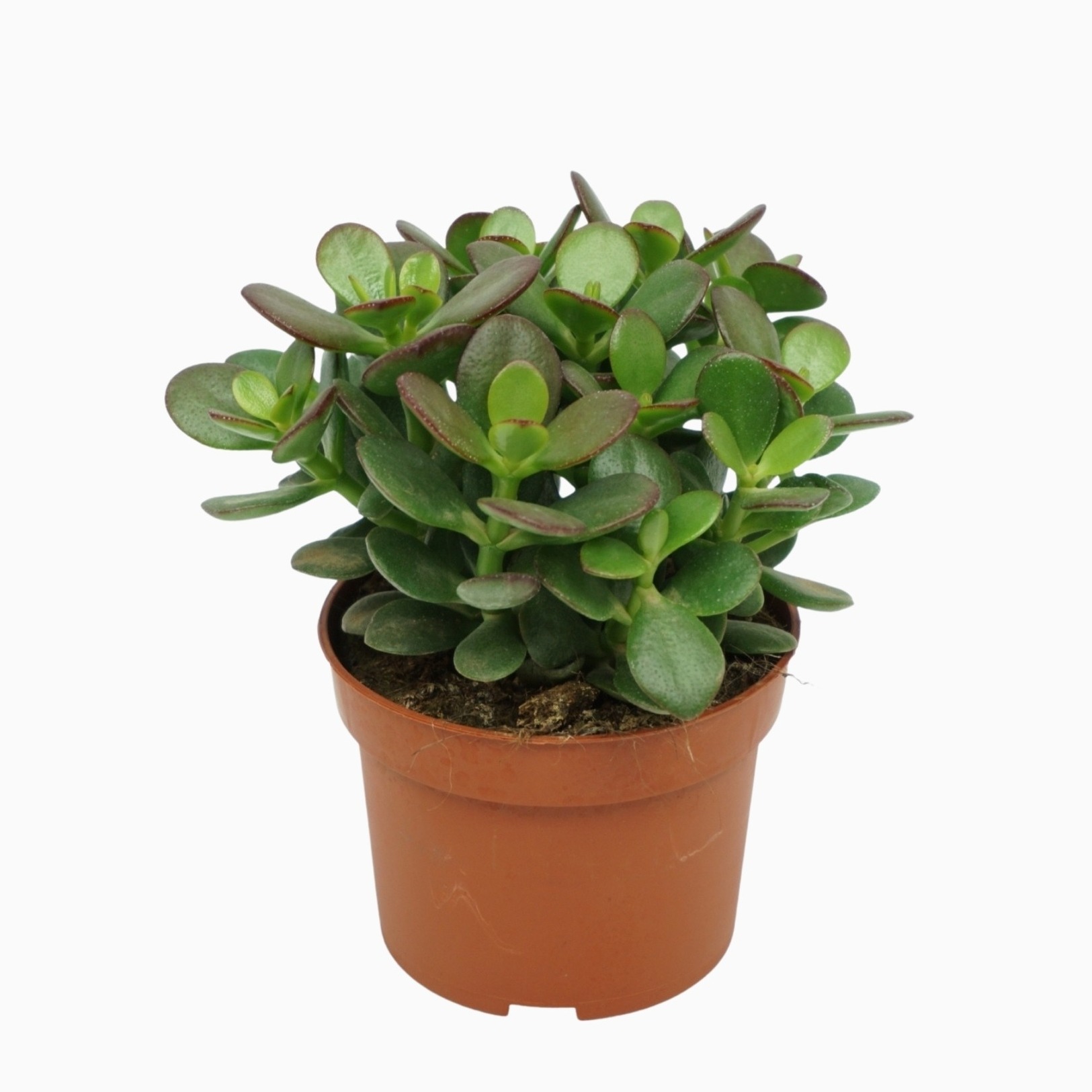 Crassula
