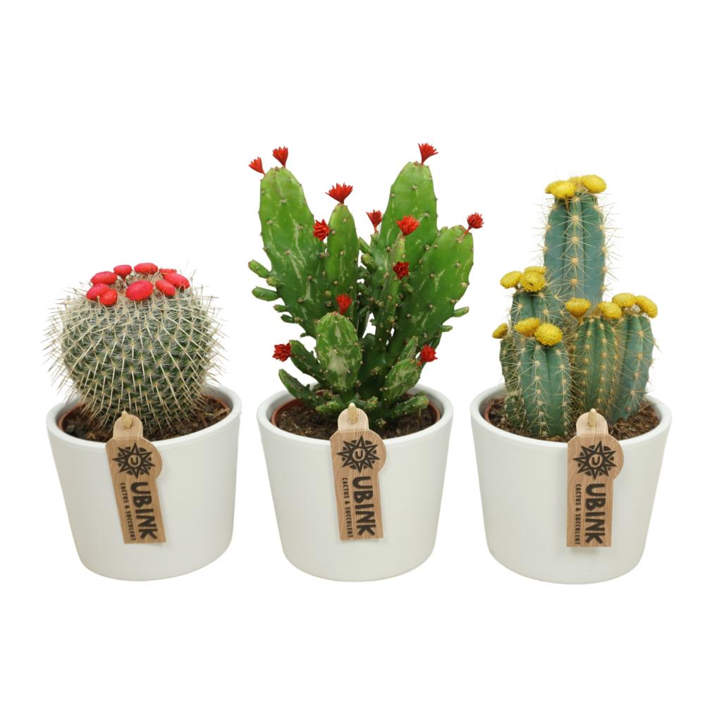Cactus fleurs immortelles
