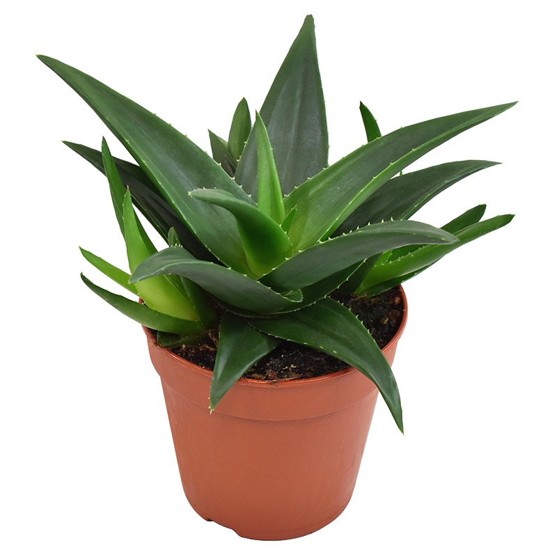 Haworthia