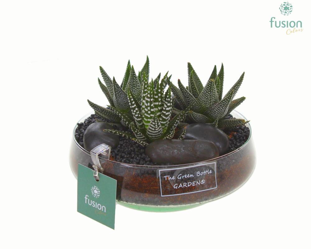 succulentes