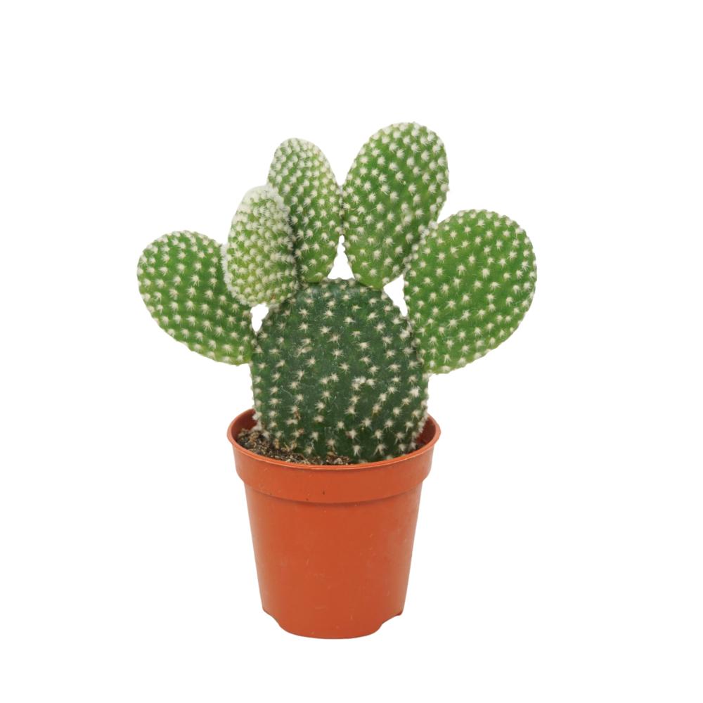 Opuntia